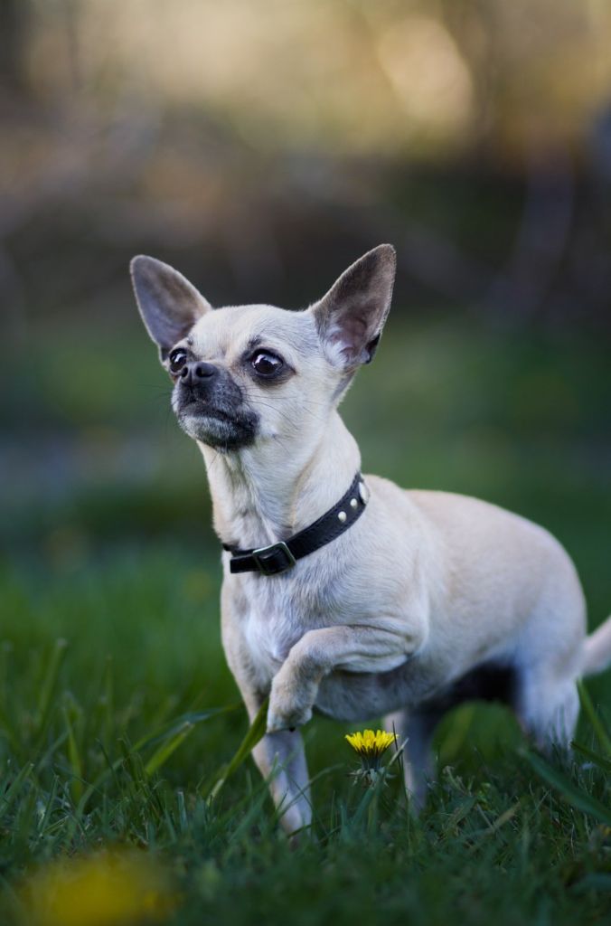 Les Chihuahua de l'affixe De La Vallée Des Aussies