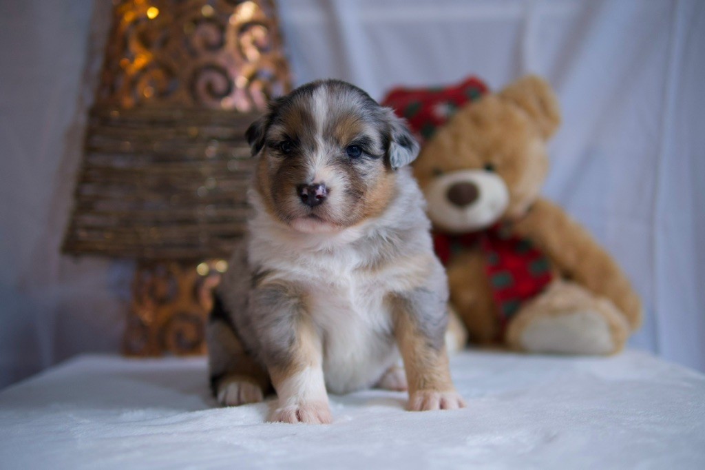 chiot Berger Australien De La Vallée Des Aussies