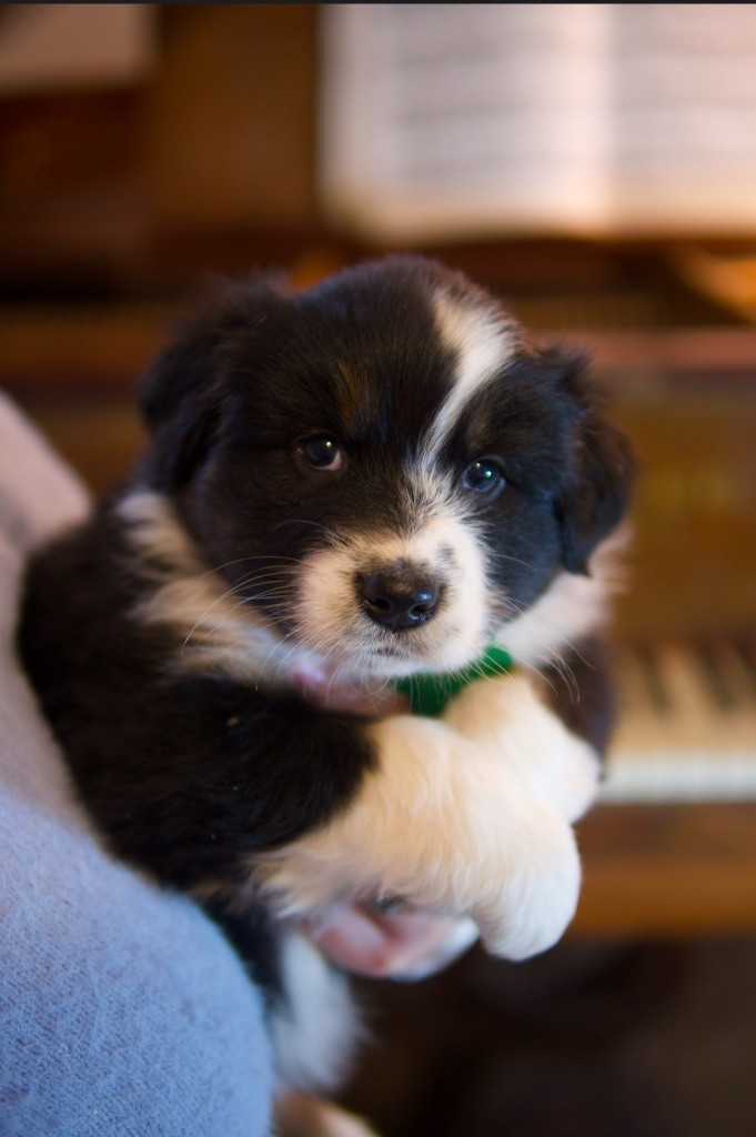 chiot Berger Australien De La Vallée Des Aussies