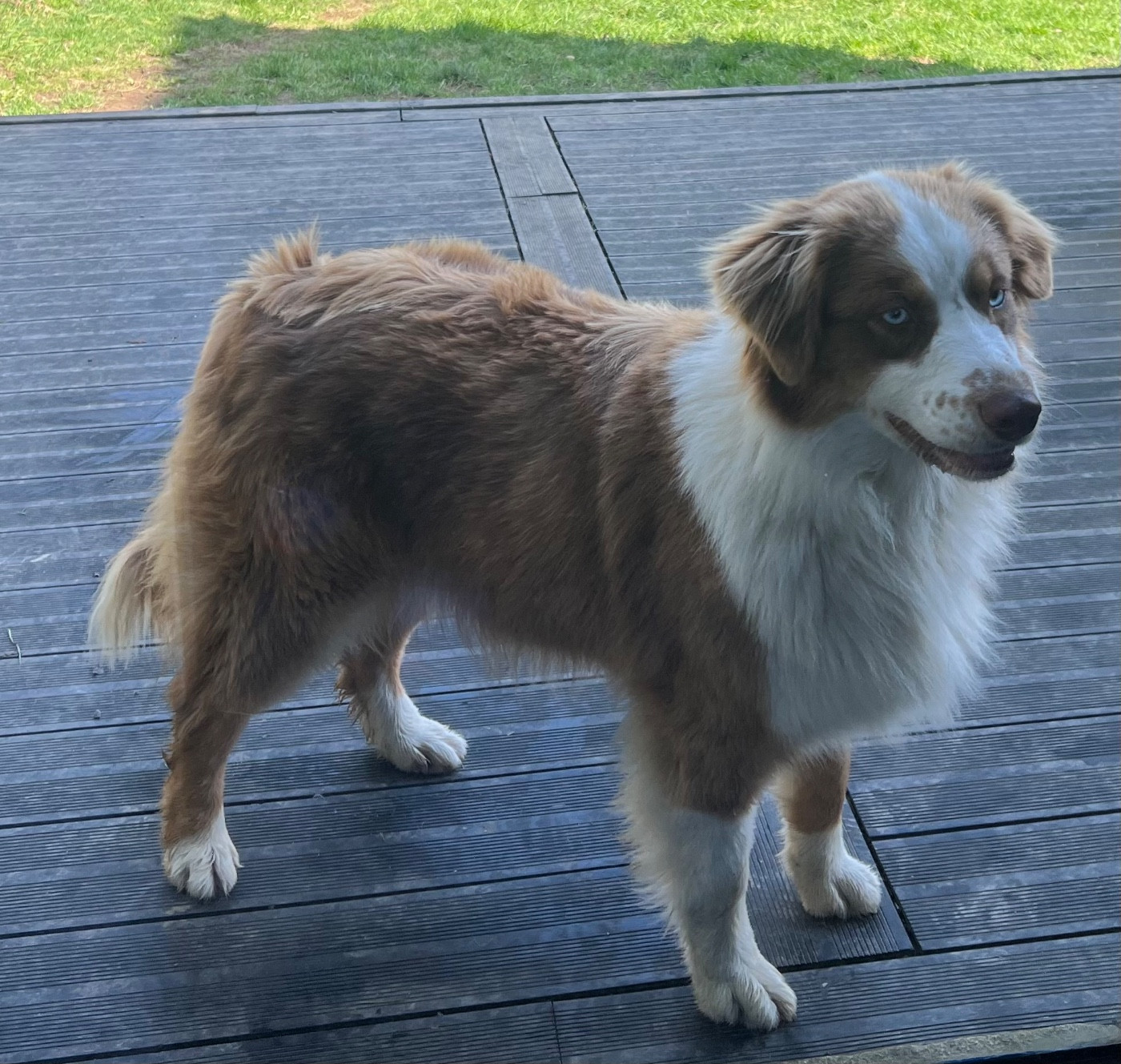 Violet evergarden De La Vallée Des Aussies