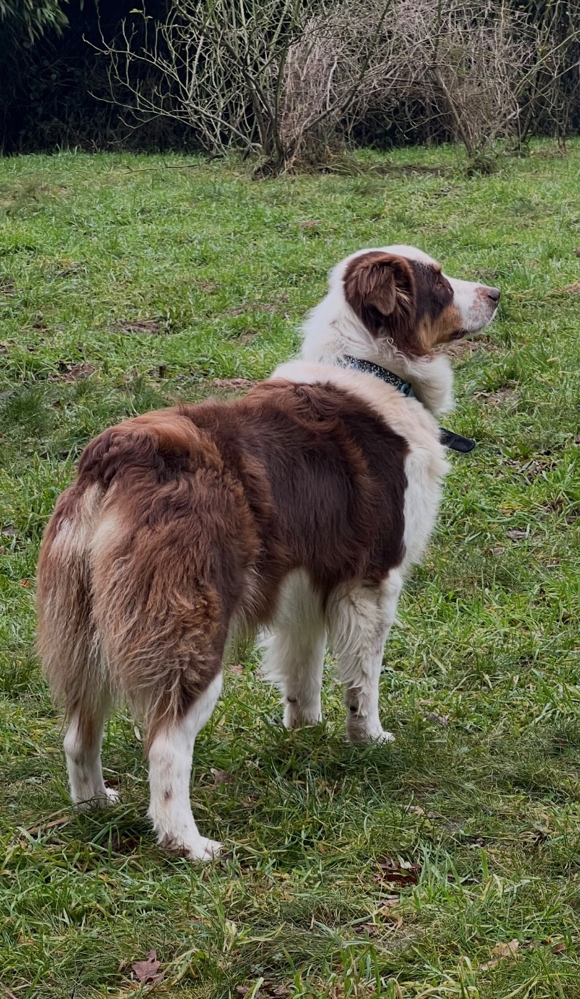 Universal red enya du Chemin de la Lune aux Reves