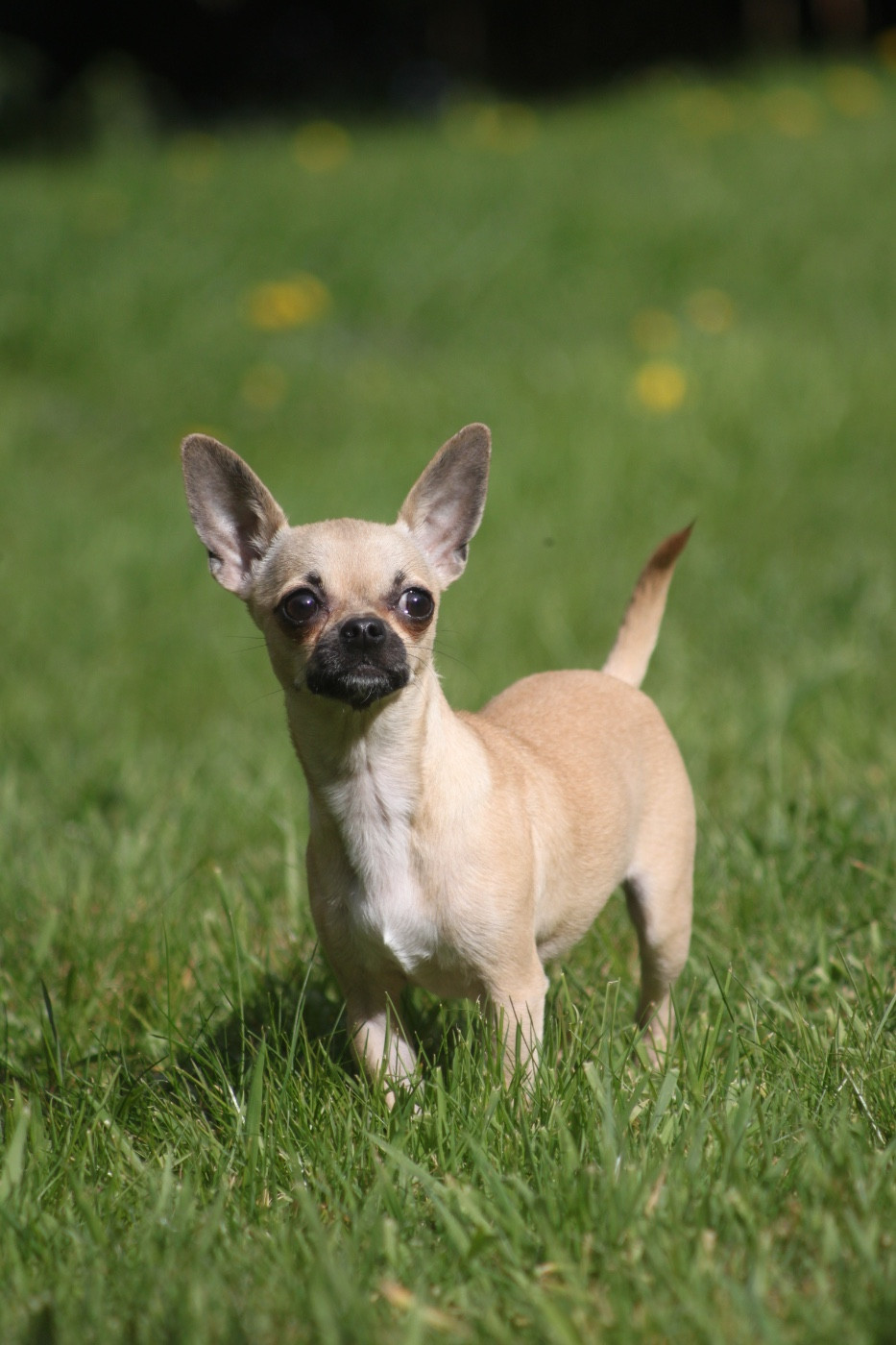 Suzie Des Petits Jedi