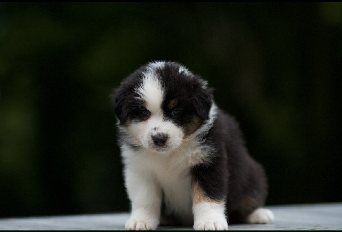 Athéna De La Vallée Des Aussies