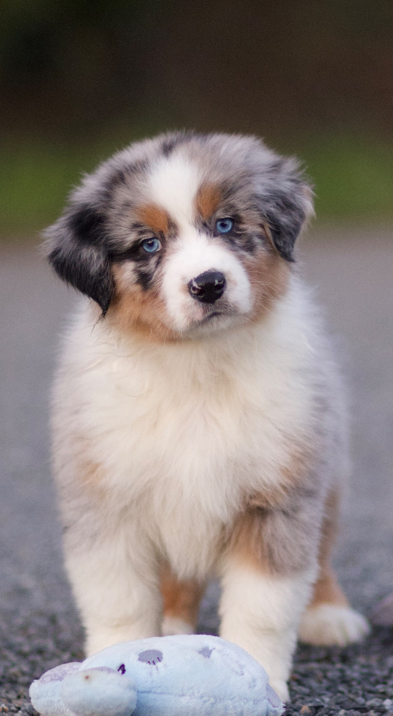 Prochaine portée mi mars