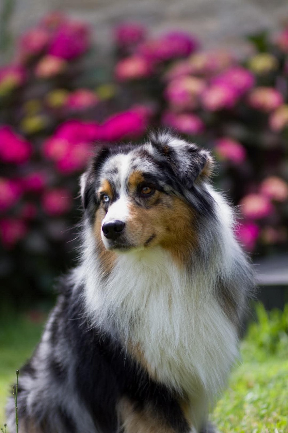 Nos chiots peuvent partir dès le 20 juin ou au 1 er juillet si cela correspond à vos vacances . Déménagement de l élevage en Vendée à Beauvoir sur Mer à partir du 15 juillet.