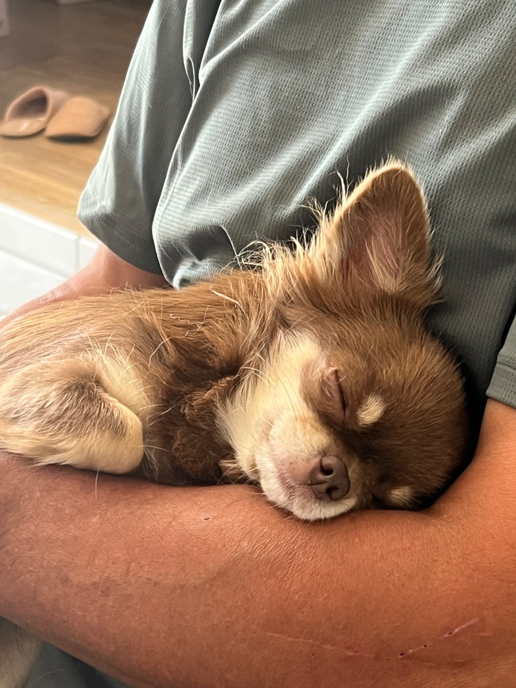 Pas de chiots disponibles actuellement.