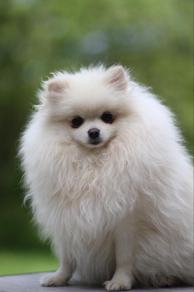 Bébés spitz poméranien nains lof