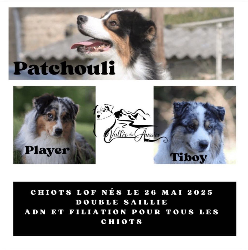 Naissance de nos chiots le 26 mai