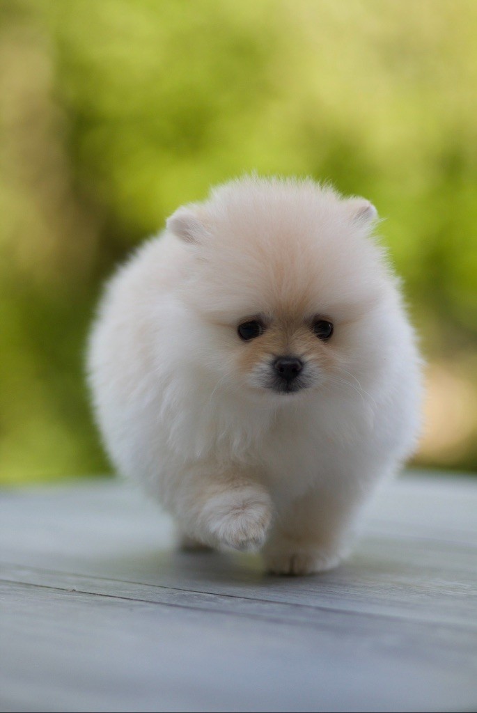 Bébés spitz poméranien nains nés le 5 mars