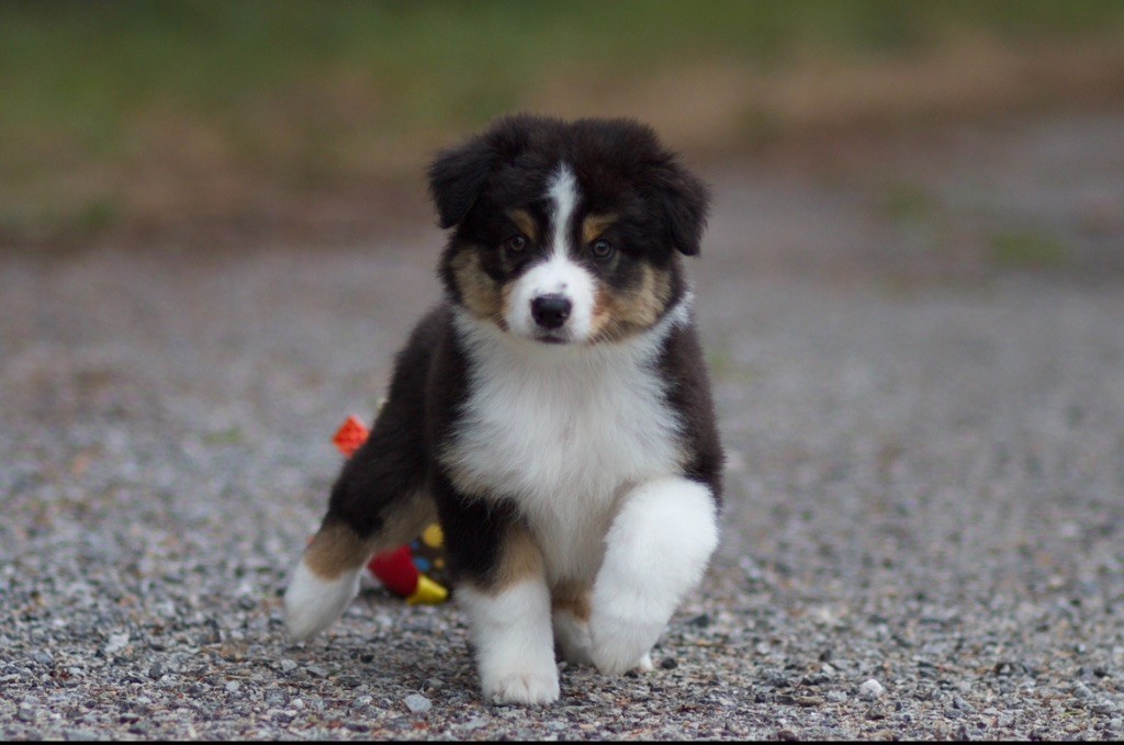 Chiot Berger Australien De La Vallée Des Aussies