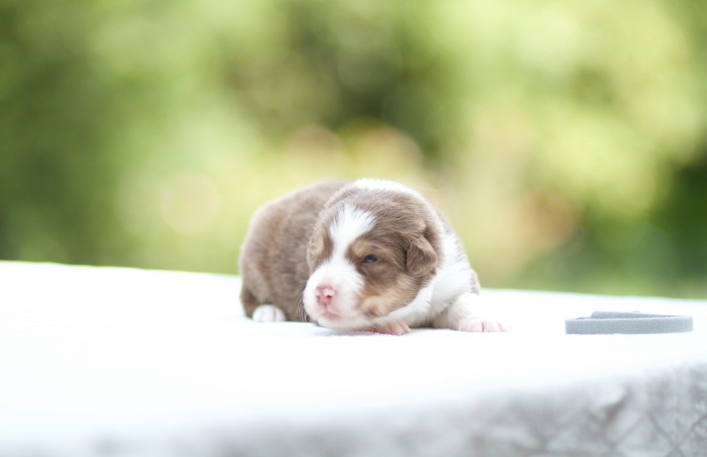De La Vallée Des Aussies - Chiots disponibles - Berger Australien