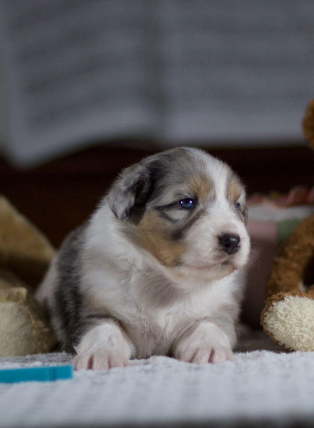 De La Vallée Des Aussies - Chiots disponibles - Berger Australien