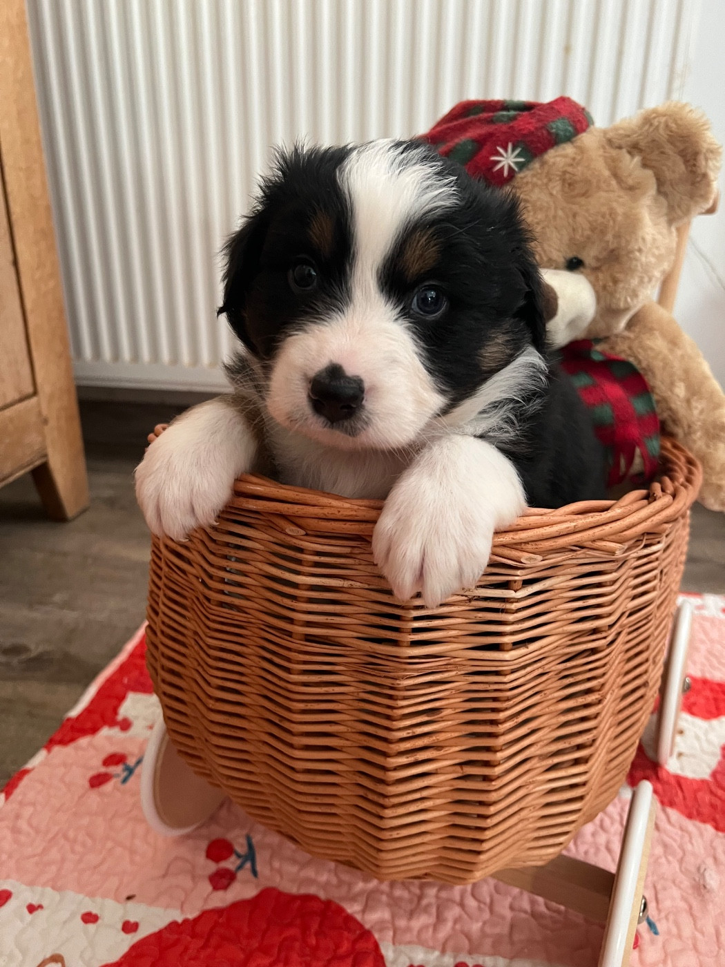 De La Vallée Des Aussies - Chiots disponibles - Berger Australien