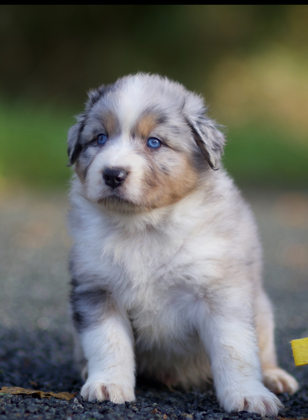 De La Vallée Des Aussies - Chiots disponibles - Berger Australien