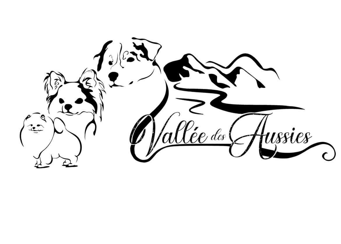 De La Vallée Des Aussies - Chiots disponibles - Berger Australien