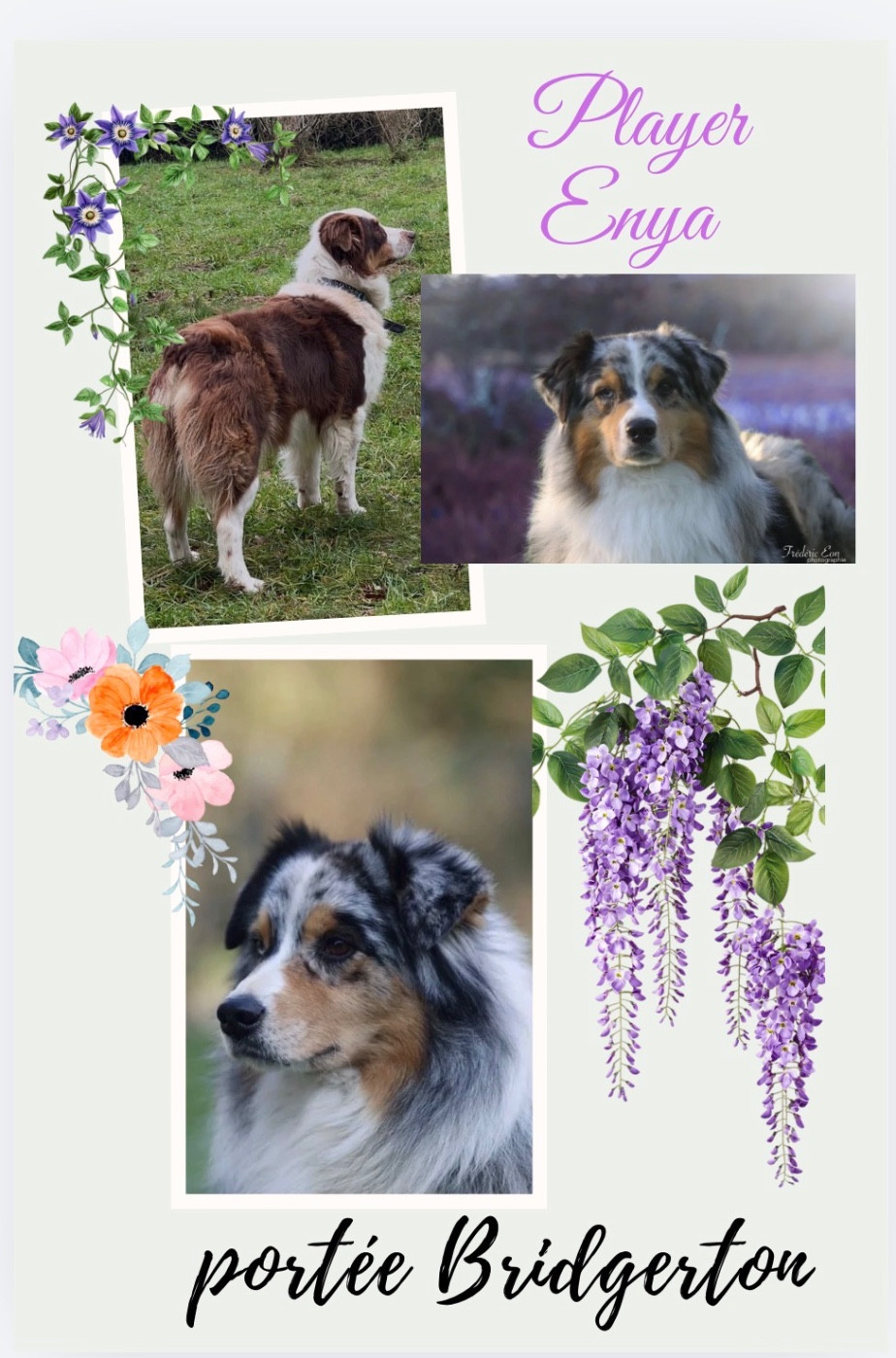 De La Vallée Des Aussies - Chiots disponibles - Berger Australien