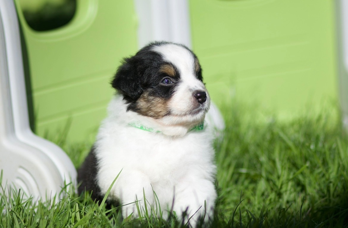 De La Vallée Des Aussies - Chiots disponibles - Berger Australien