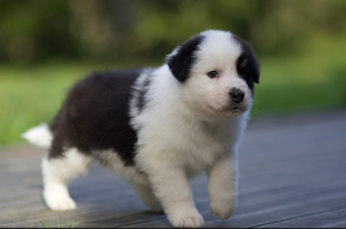 De La Vallée Des Aussies - Chiots disponibles - Berger Australien