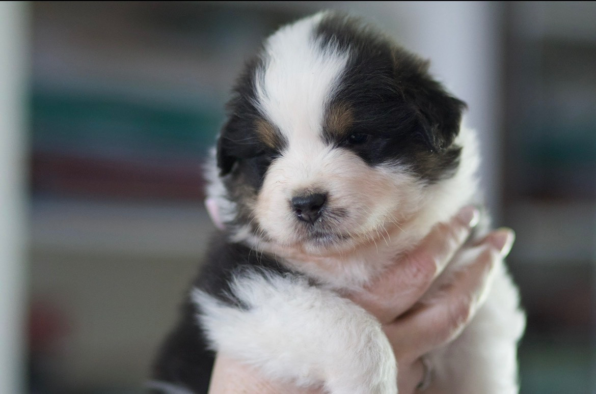 De La Vallée Des Aussies - Chiots disponibles - Berger Australien