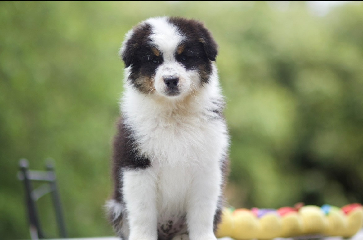 De La Vallée Des Aussies - Chiots disponibles - Berger Australien