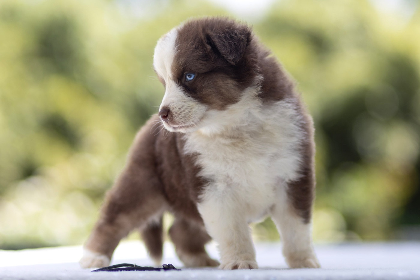 De La Vallée Des Aussies - Chiots disponibles - Berger Australien