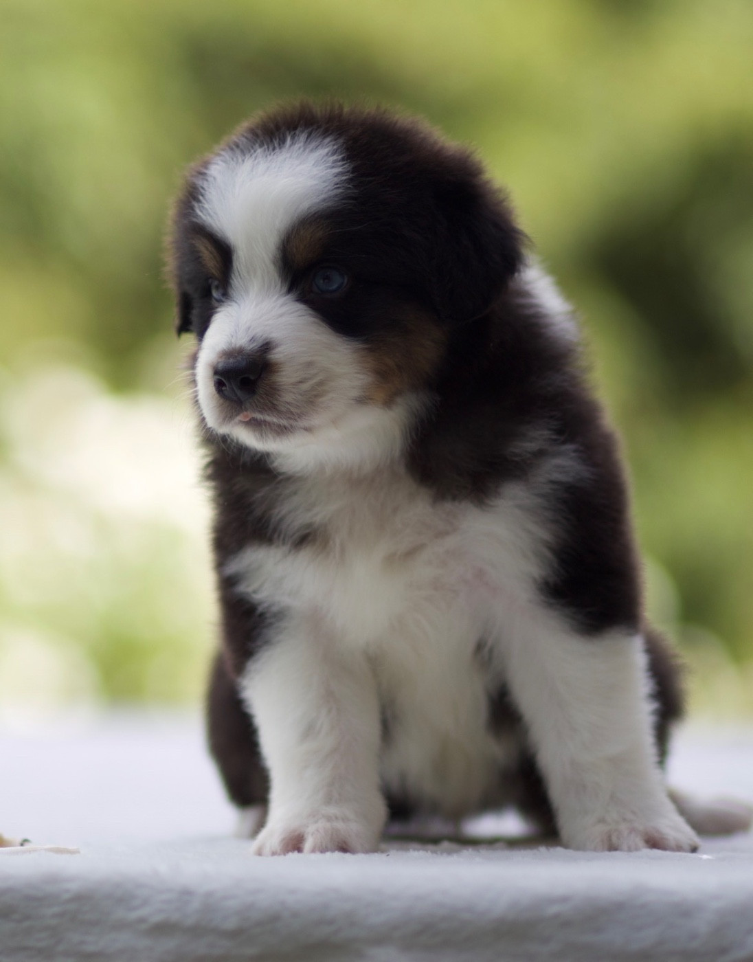 De La Vallée Des Aussies - Chiots disponibles - Berger Australien