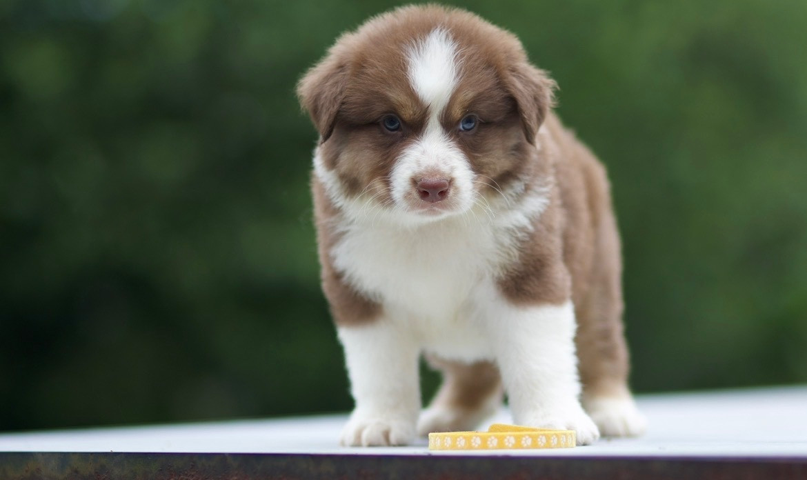 De La Vallée Des Aussies - Chiots disponibles - Berger Australien