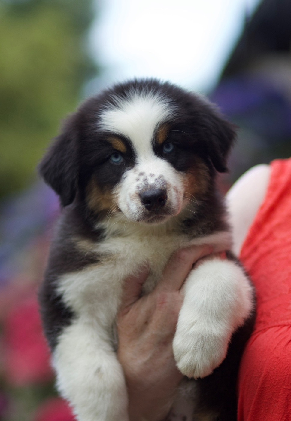 De La Vallée Des Aussies - Chiots disponibles - Berger Australien