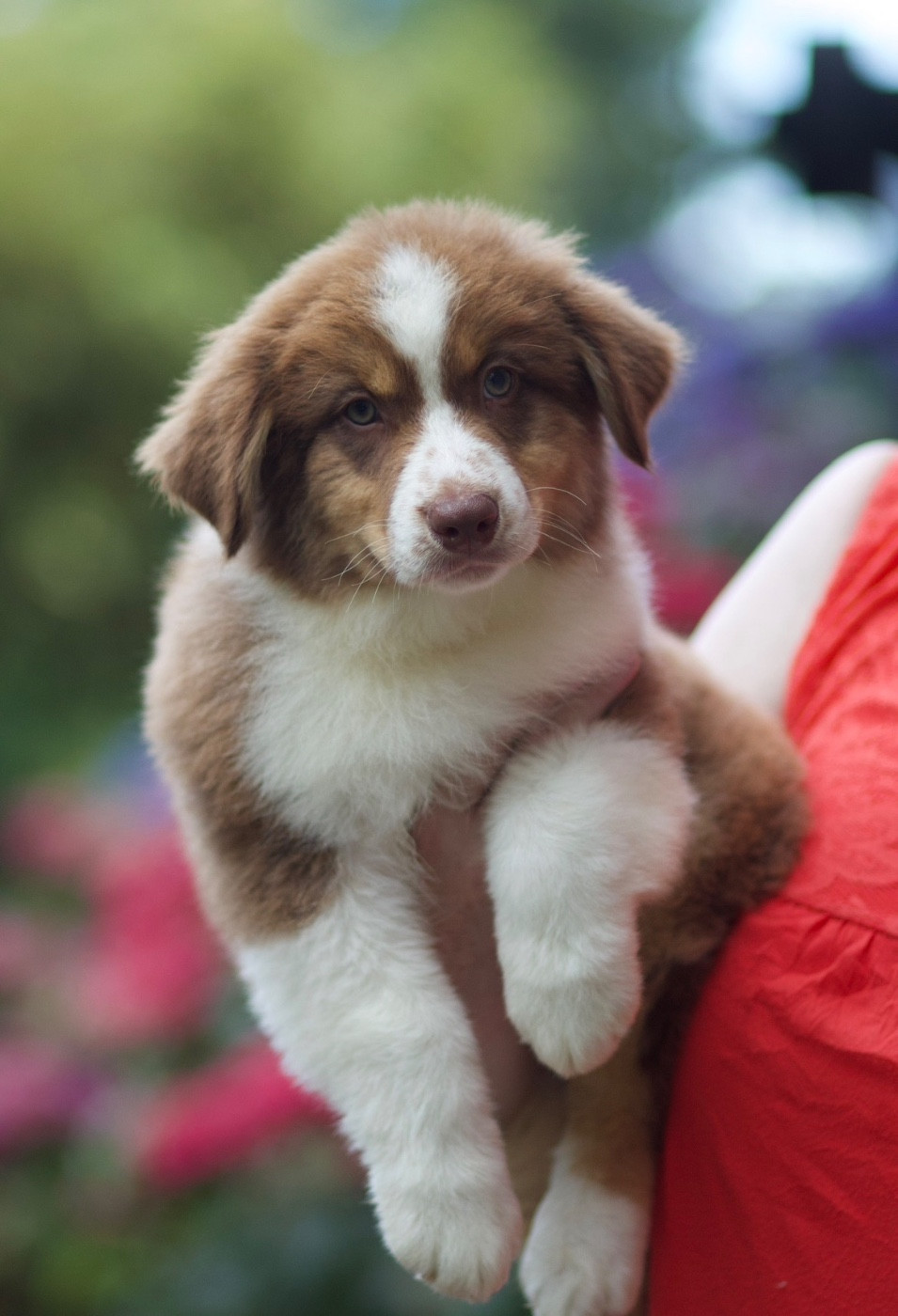 De La Vallée Des Aussies - Chiots disponibles - Berger Australien