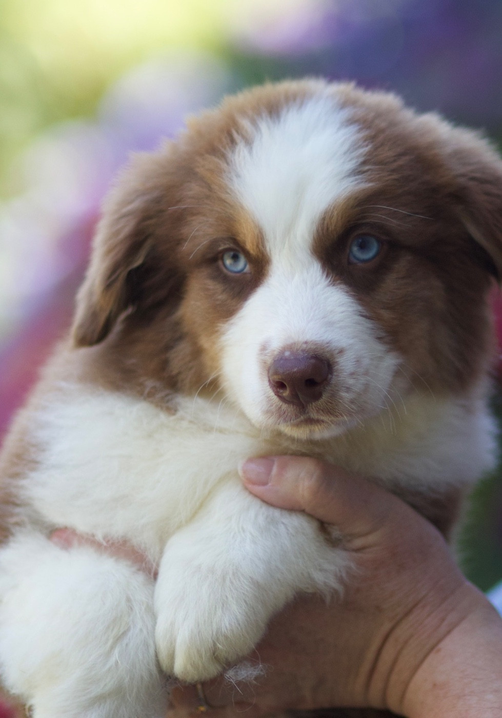 De La Vallée Des Aussies - Chiots disponibles - Berger Australien