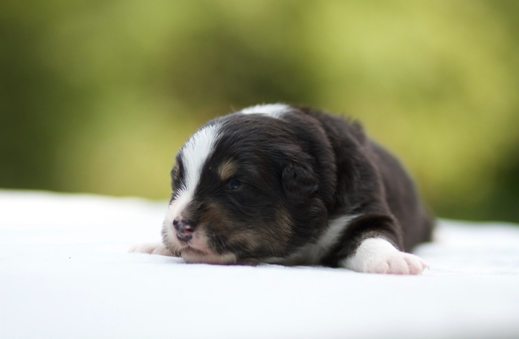 De La Vallée Des Aussies - Chiots disponibles - Berger Australien