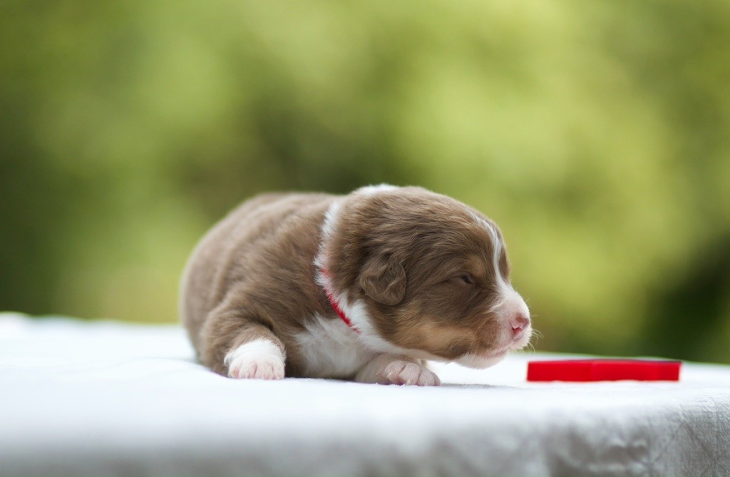 De La Vallée Des Aussies - Chiots disponibles - Berger Australien