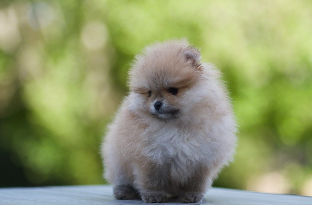 De La Vallée Des Aussies - Chiots disponibles - Spitz allemand