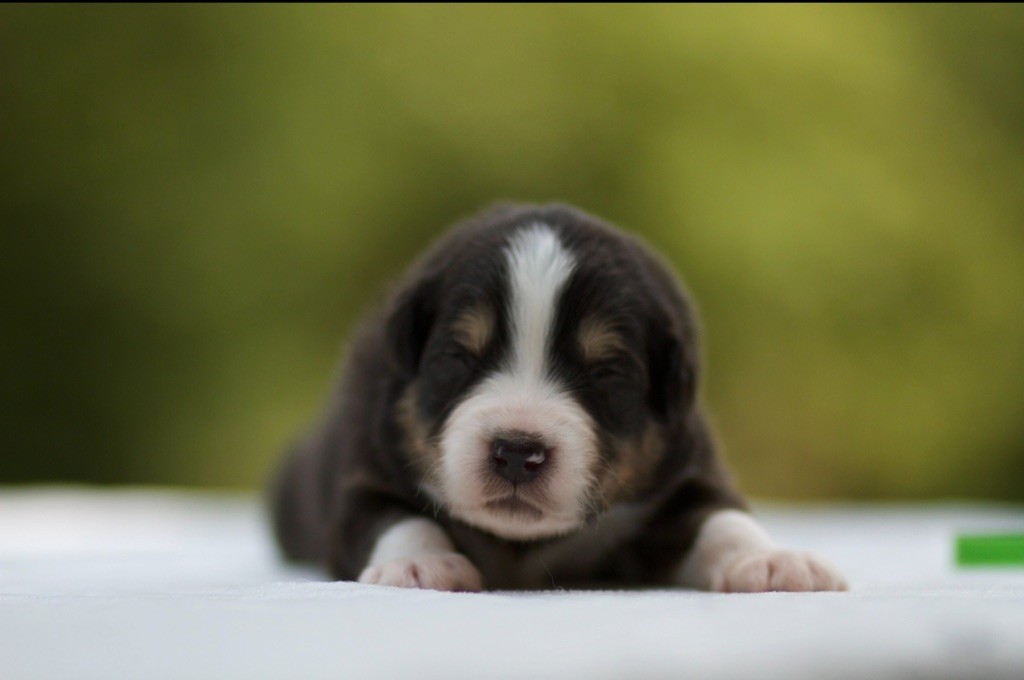 De La Vallée Des Aussies - Chiots disponibles - Berger Australien