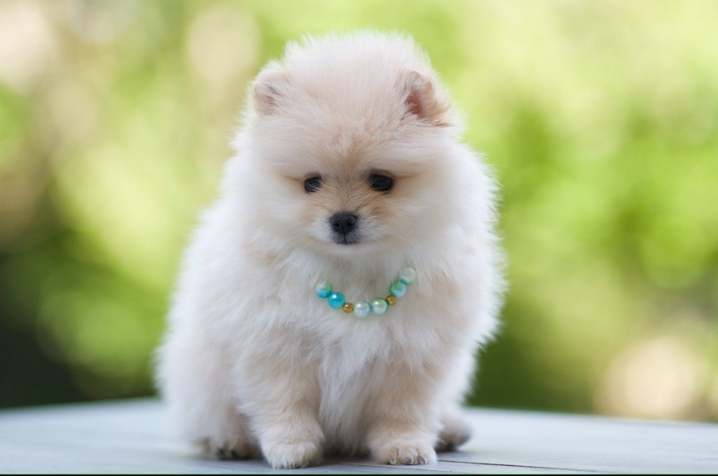 De La Vallée Des Aussies - Chiots disponibles - Spitz allemand