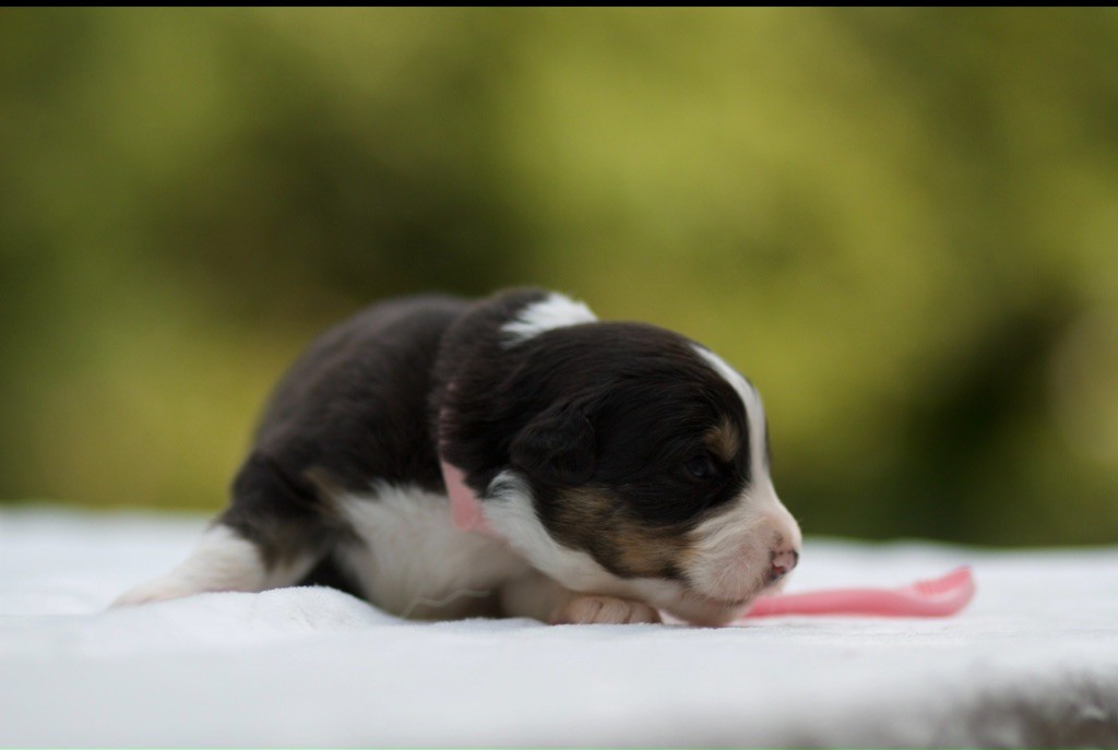 De La Vallée Des Aussies - Chiots disponibles - Berger Australien