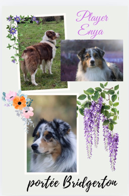 CHIOT 1 Melle Bridgerton