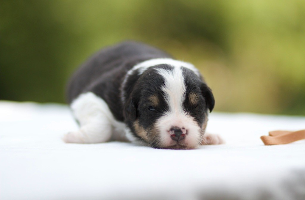 De La Vallée Des Aussies - Chiots disponibles - Berger Australien
