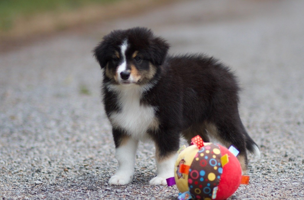 De La Vallée Des Aussies - Chiots disponibles - Berger Australien